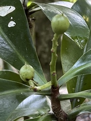 Elingamita johnsonii
