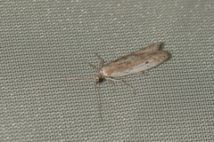 Phycitodes maritima