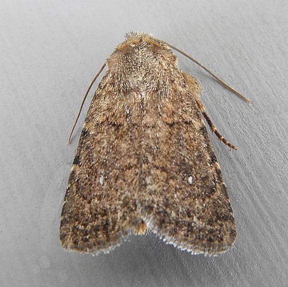 Homorthodes flosca