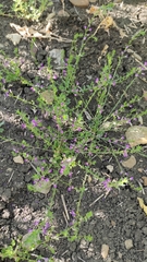 Lythrum tribracteatum