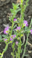 Lythrum tribracteatum