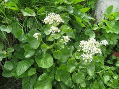 Cardamine asarifolia