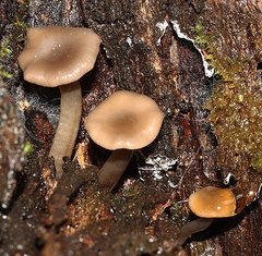 Singerocybe