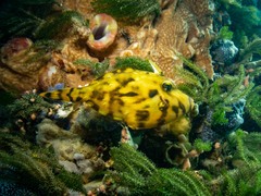 Scobinichthys granulatus