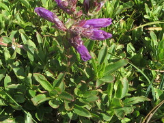 Penstemon cardwellii