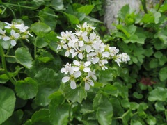 Cardamine asarifolia