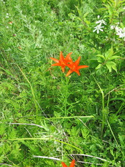 Lilium concolor partheneion