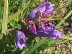 Penstemon cardwellii