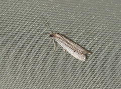 Phycitodes maritima