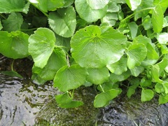 Cardamine asarifolia