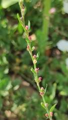 Polygonum bellardii