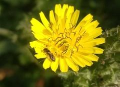 Andrena