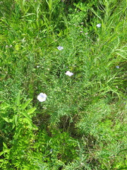 Linum amurense