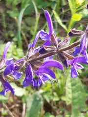 Salvia pratensis