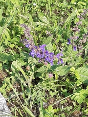 Salvia pratensis