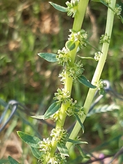 Beta vulgaris