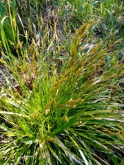 Carex elongata