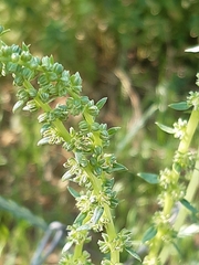 Beta vulgaris