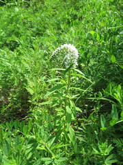 Lysimachia barystachys