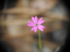Silene cretica