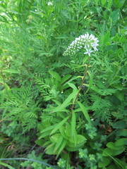 Lysimachia barystachys