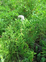 Lysimachia barystachys