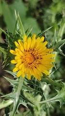 Scolymus maculatus