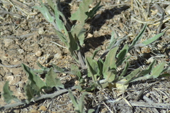 Convolvulus equitans