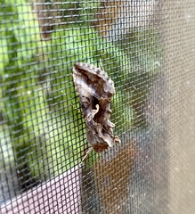Autographa gamma