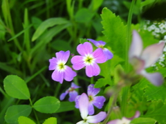 Malcolmia maritima