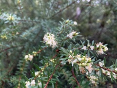 Micrantheum hexandrum