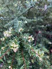 Micrantheum hexandrum