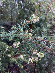 Micrantheum hexandrum