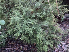 Micrantheum hexandrum