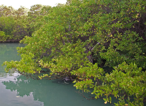 White mangrove (Laguncularia racemosa)