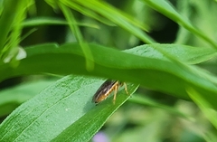 Monostegia abdominalis