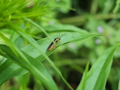 Monostegia abdominalis