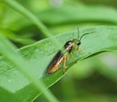 Monostegia abdominalis