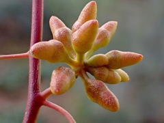 Eucalyptus oleosa