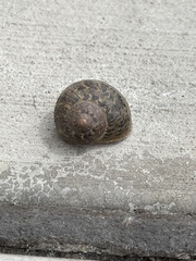 Cornu aspersum