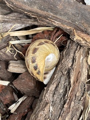 Cornu aspersum