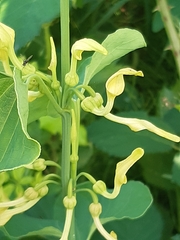 Aristolochia clematitis