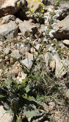 Salvia microstegia