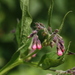 Comfrey - Photo (c) James Bailey, some rights reserved (CC BY-NC), uploaded by James Bailey