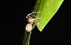 Amyciaea albomaculata