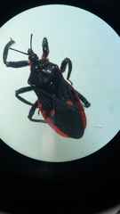 Micrauchenus lineola