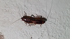 Periplaneta americana