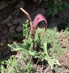Arum rupicola