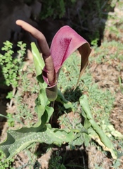 Arum rupicola