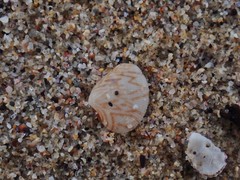 Chioneryx cardioides